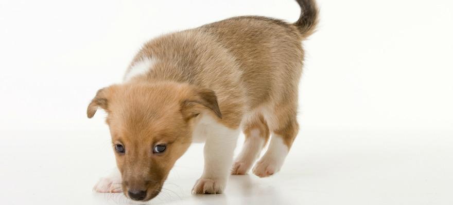 Dog Dog DNA Test