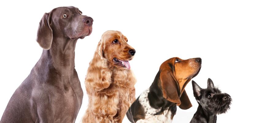 Breeds Breed Testing