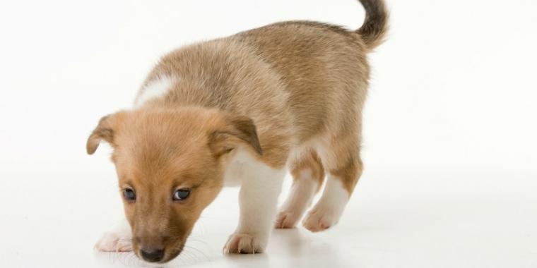 Dog Dog DNA Test