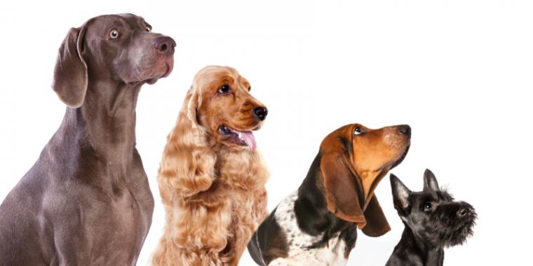 Breeds Breed Testing